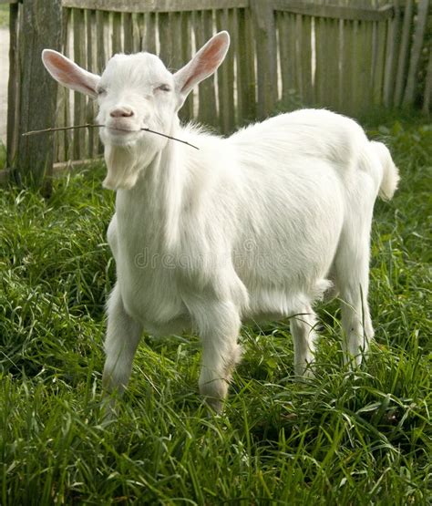 Cute White Goat Yeanling Stock Image Image Of Playful 34139991