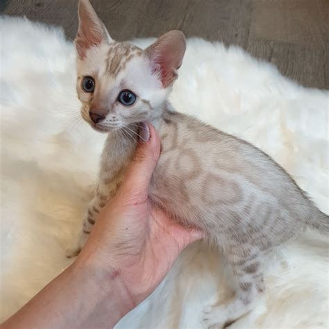 Snow Bengal Kittens For Sale Snow Bengal Cats For Sale