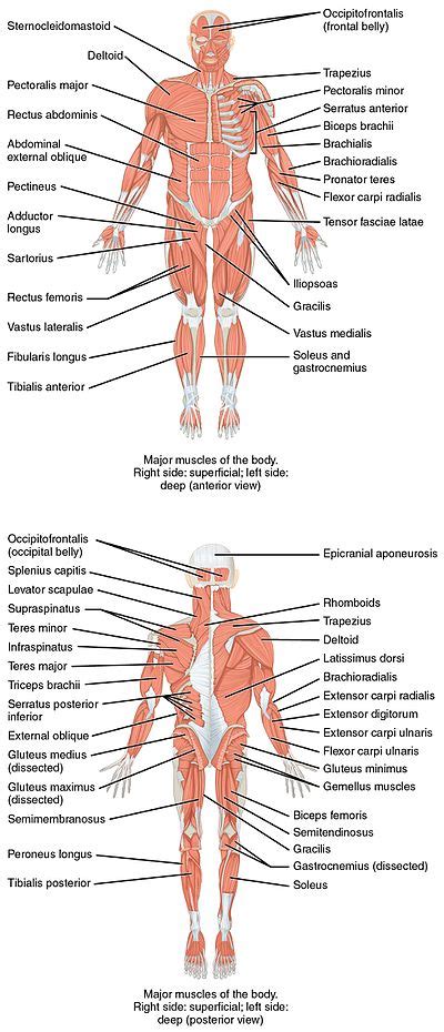 Examples of this type of muscle include. Liste des muscles du corps humain — Wikipédia