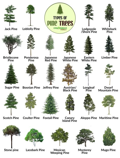 Different Types Of Trees That Are Labeled In English