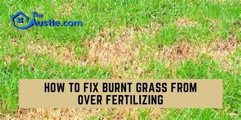 How To Fix Burnt Grass From Over Fertilizing Learn The Ways
