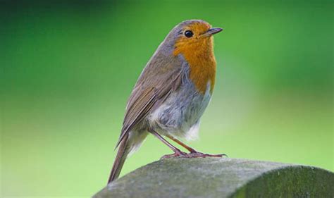 Robin Voted Britains National Bird By The Public Nature News
