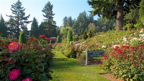 International Rose Test Garden In Portland Oregon Expedia