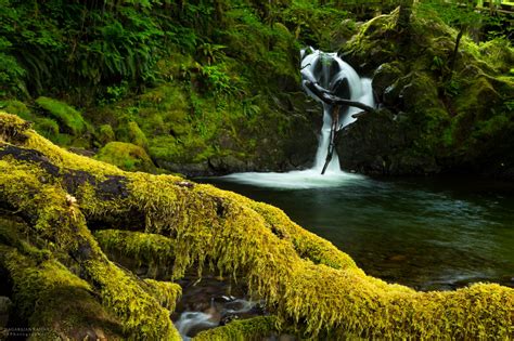 The Olympic National Forest In Washington Thats Right Out Of A Storybook