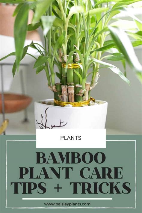 Lucky Bamboo Plant Care Growing Tips Paisley Plants