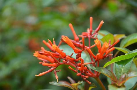 Firebush Plant Care And Growing Guide