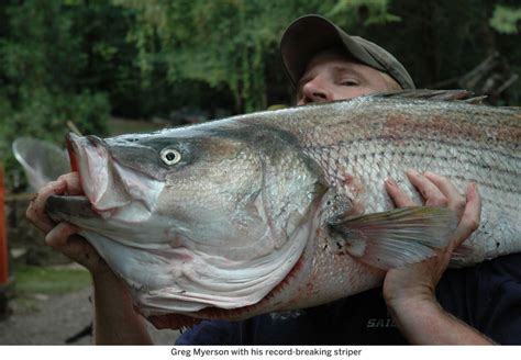 Profile Of Greg Myerson World Record Largest Striped Bass Ever Caught