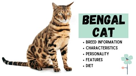 Breed Information Behavior And Care For Bengal Cats