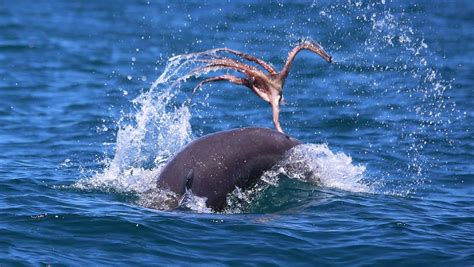 Spectacular Images Of Dolphin Feeding On Octopus Mandurah Mail
