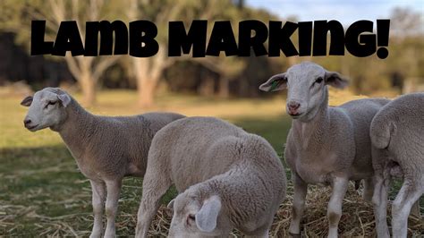 Marking Lambs 2020 Wiltipoll Sheep Australian Hobby Farm Vlog Youtube