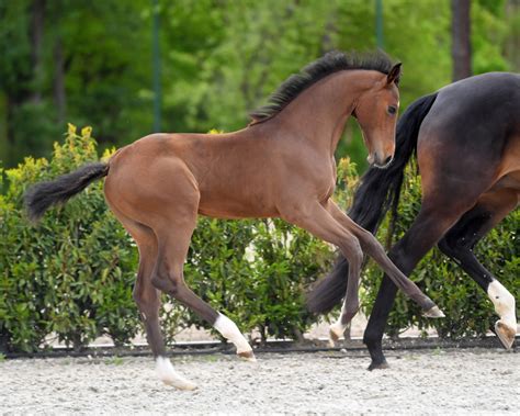 Zangersheideauction Is Back With The First Foal Auction Of The Season
