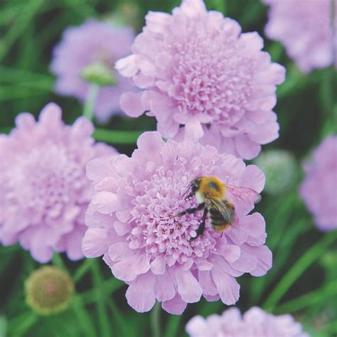 Scabious Kudos Pink Suttons