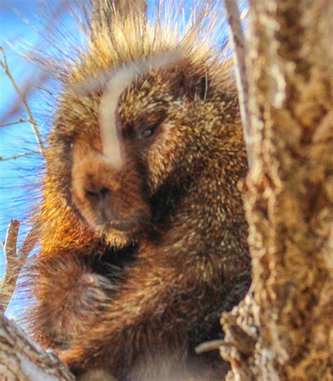 Cannundrums North American Porcupine Texas