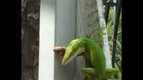 Two Anole Lizards Having Sex Youtube