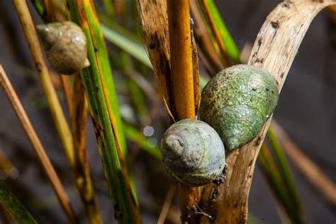 Weekly What Is It Marsh Periwinkle Snails Ufifas Extension