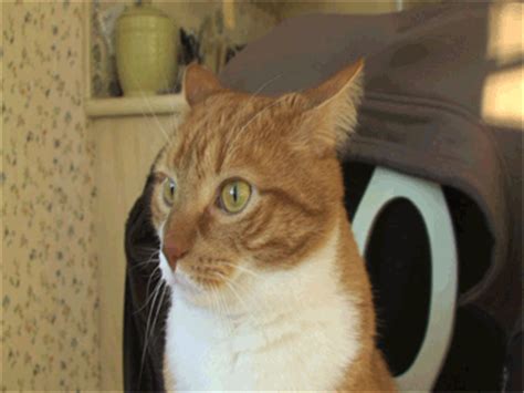 9gag is your best source of fun! Dramatic Cat 2013 GIF | Mylo the Cat | Know Your Meme