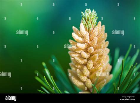 Young Pine Tree Latin Pinus Mugo Close Up Stock Photo Alamy