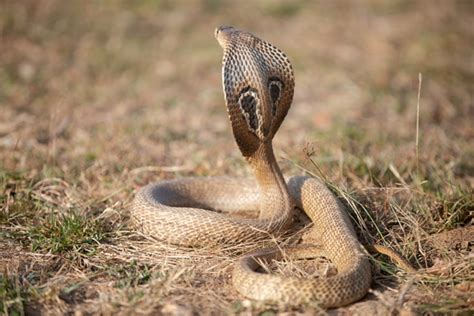 12 Interesting King Cobra Facts For Kids 2023 Things You Should Know