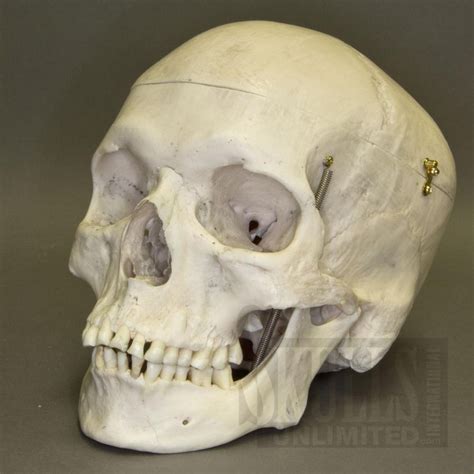 Oklahoma City Ok Skull Skull Art Real Human Skull
