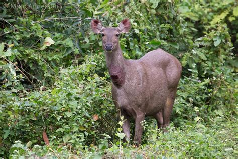 Sambar Deer Sounds And Alarm Calls Wild Ambience Nature Sounds