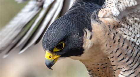 The peregrine falcon (falco peregrinus), also known as the peregrine, and historically as the duck hawk in north america, is a widespread bird of prey (raptor) in the family falconidae. Teach Besides Me: Peregrine Falcon How Fast Can It Fly