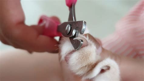Pros And Cons Of Declawing Your Cat Professional Dog Walkers