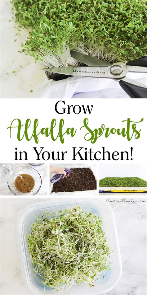 Southern Mom Loves How To Grow Alfalfa Sprouts In Your Kitchen