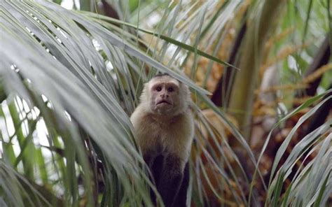 Capuchin Monkey Monkey Facts And Information
