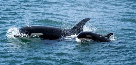 Bc Orca Baby Boom Offers Hope But Population Still Fragile British