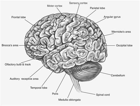 22 Simple Diagram Of Human Brain Hasnaharmaya