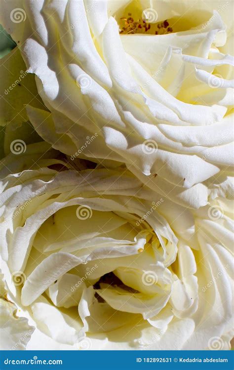Two Beautiful White Roses Isolated Stock Image Image Of Beautifuwhite