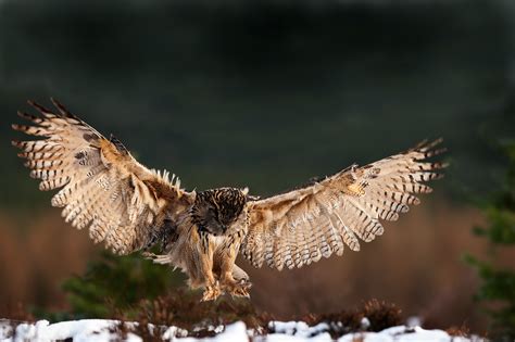 Eagle Owl Hunting Birding Pinterest Hunting Eagles And Owl