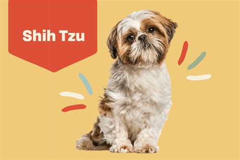 Shih Tzu Dog Breed Information Characteristics Daily Paws Vlrengbr