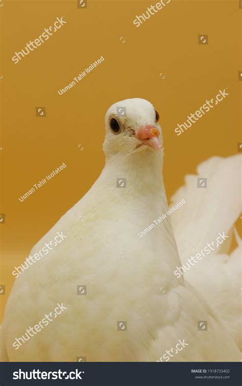 English Fantail Pigeon Beautiful White Pigeon Stock Photo 1918733402