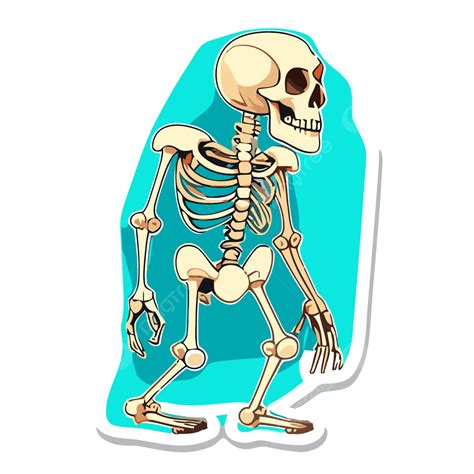 Human Bones Clipart Png Vector Psd And Clipart With Transparent