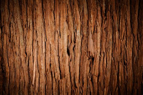 Bark Of Cedar Tree Texture Background With Spotlight Stock Photo