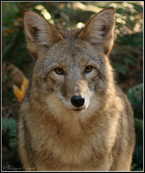 Coyotes Bi State Wildlife Hotline