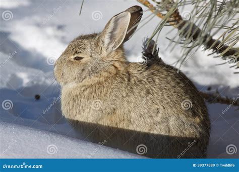 Cottontail Rabbit In Snow Stock Image Image Of Cute 39377889