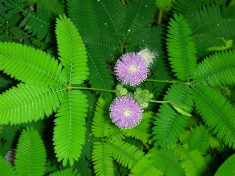 Mimosa Trees For Sale Buying And Growing Guide