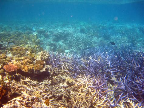 We Will Soon Take A Virtual Tour Of Australias Great Barrier Reef
