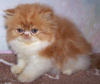 For more, read about us here. Persian kittens FOR SALE ADOPTION from winthrop Maine ...