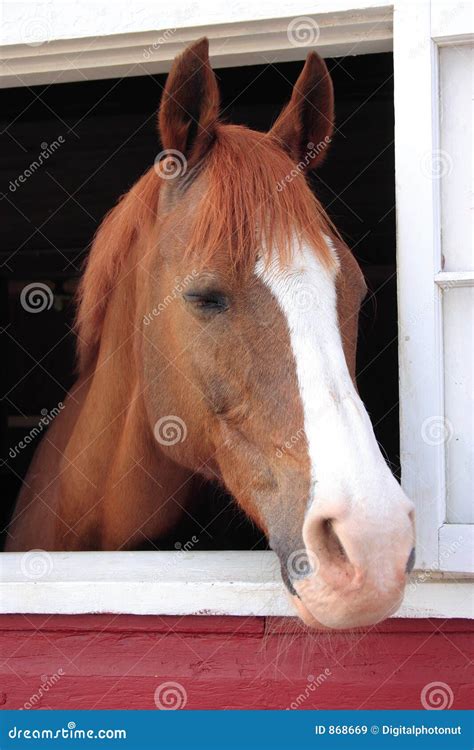 Horse Looks Out Barn Window Royalty Free Stock Images Image 868669