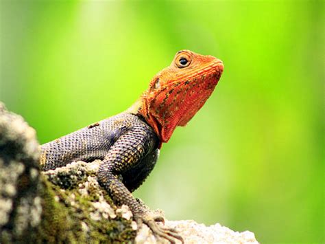 Redhead Lizard Stock Photos Pictures And Royalty Free Images Istock