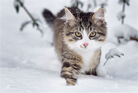 Norsk skogkatt or norsk skaukatt) is a breed of domestic cat originating in northern europe. How Much do Norwegian Forest Cat Kittens Cost ...