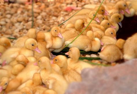 Maybe you would like to learn more about one of these? What Do Baby Ducks Eat? How to Look After Baby Ducks