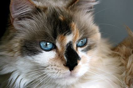 But when the hair accumulates in the stomach or esophagus and isn't digested, she gets rid of the hair by vomiting it up. RCOW — Q: Do male cats with the calico pattern of fur...