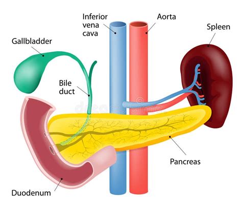 Spleen And Pancreas Stock Vector Image 53360976