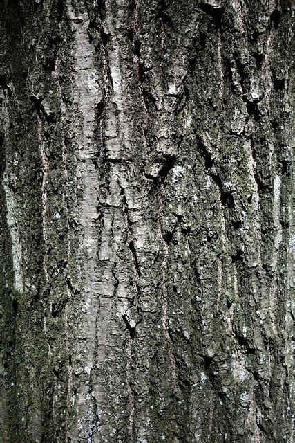 Tree Bark Nature Free Photo On Pixabay Pixabay