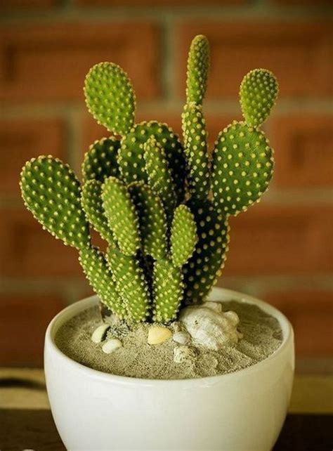 3 what is the life cycle of root maggots? How Fast Do Cactus Grow? | Cactus plants, Plants, Plant decor