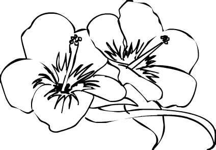 Download Free Hibiscus Flower Drawings, Download Free Clip Art ...